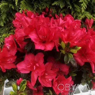 Азалия японская Арабеск / Rhododendron Arabesk
Яркий сорт рододендрона поражает . . фото 1