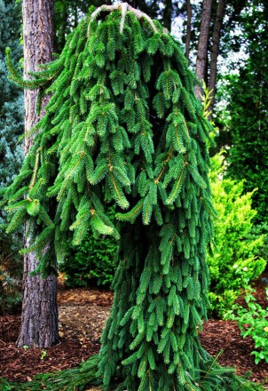 Ель обыкновенная Инверса / Picea abies Inversa
Хвойное дерево похожее на Picea a. . фото 6