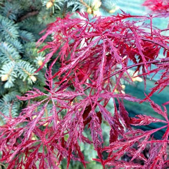 Клен японский Ред Драгон / Acer palmatum Red Dragon
Зрелищный сорт японского кле. . фото 4