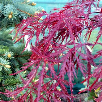 Клен японский Ред Драгон / Acer palmatum Red Dragon
Зрелищный сорт японского кле. . фото 3