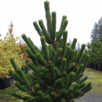 Сосна черная Орегон Грин / Pinus nigra Oregon Green
Один из самых красивых и изы. . фото 4