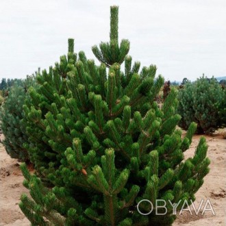 Сосна черная Орегон Грин / Pinus nigra Oregon Green
Один из самых красивых и изы. . фото 1