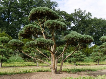 Сосна обыкновенная Ватерери / Pinus sylvestris Watereri
Используется для создани. . фото 7