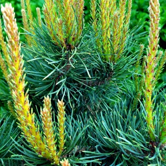 Сосна обыкновенная Ватерери / Pinus sylvestris Watereri
Используется для создани. . фото 3