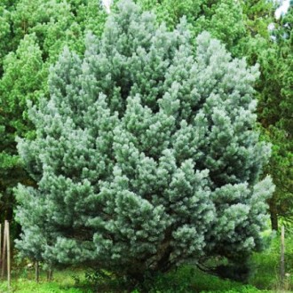 Сосна обыкновенная Ватерери / Pinus sylvestris Watereri
Используется для создани. . фото 5