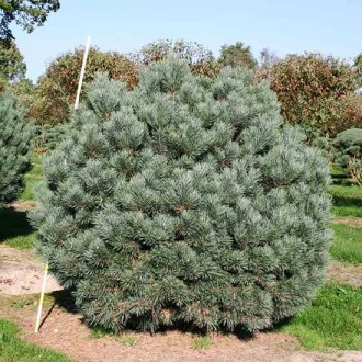 Сосна обыкновенная Ватерери / Pinus sylvestris Watereri
Используется для создани. . фото 8