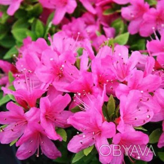 Азалия японская Гейша Пинк / Azalea Geisha Pink
Компактный полу-вечнозеленый кус. . фото 1