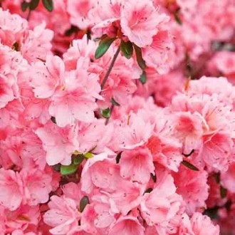 Азалия японская Блаувс Пинк / Azalea Blaauw's Pink
Характеризуется небольшим ско. . фото 5
