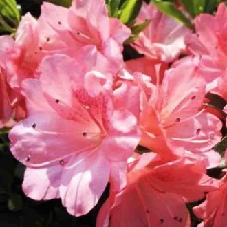 Азалия японская Блаувс Пинк / Azalea Blaauw's Pink
Характеризуется небольшим ско. . фото 4