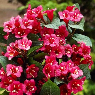 Вейгела цветущая Бристол Руби / Weigela Bristol Ruby
Прекрасный листопадный куст. . фото 2