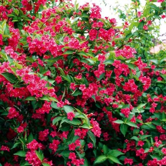 Вейгела цветущая Бристол Руби / Weigela Bristol Ruby
Прекрасный листопадный куст. . фото 3