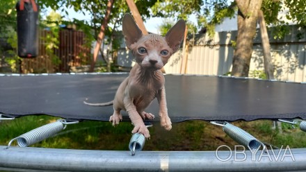 Кошеня канадського сфінкса, хлопчик.Народився 6 квітня 2024р. Від чистопородних . . фото 1