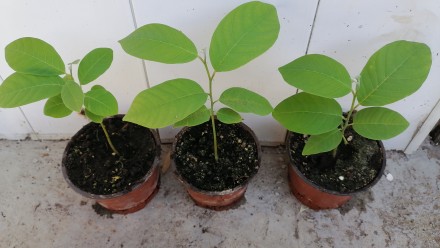 Черимойя – вважаємося найціннішою плодовою рослиною роду аннону, а також о. . фото 7