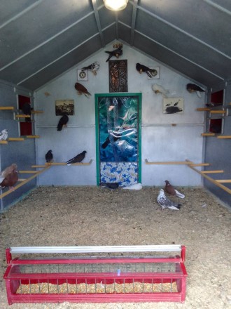 Продам за символічну ціну перспективну молодь миколаївських голубів 2024 року ви. . фото 6