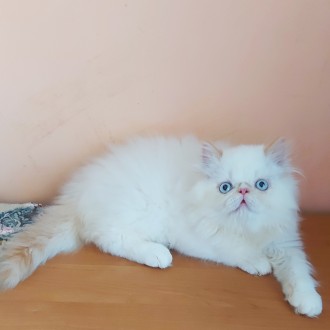 Персидский очаровательный котик. Суми. фото 1 Персидский очаровательный котик. Суми. фото 1