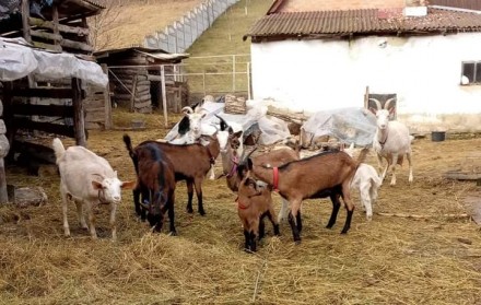 Козлята від альпійского плідника. Київ. фото 1 Козлята від альпійского плідника. Київ. фото 1