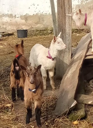 Недорого продаються козочки від альпійского плідника.. . фото 3