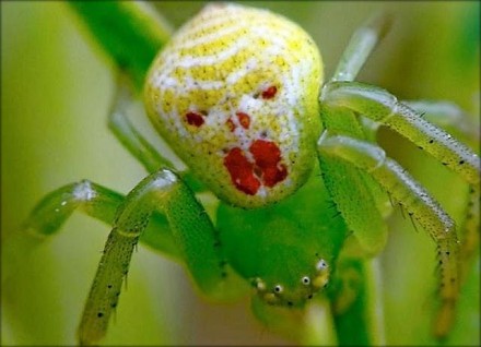 Павук краб зелений колір рідкісний вид. . фото 2