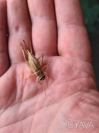 Цвіркун домовий (Acheta domestikus) базовий висококалорійний корм для більшості . . фото 1