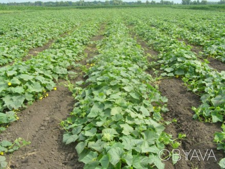 Продам земельну ділянку у с. Шпакове Новомиргородського району. Ціна договірна. . . фото 1