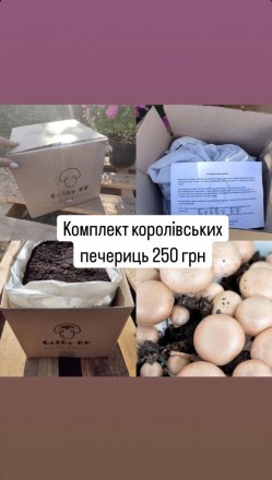 Комплект Королевских шампиньонов для выращивания в коробке. Дніпро. фото 1 Комплект Королевских шампиньонов для выращивания в коробке. Дніпро. фото 1