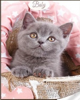 Набір для творчості алмазна картина Сіреньке британське кошеня Strateg розміром . . фото 1