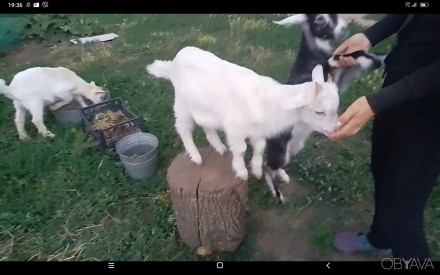 Продам козенят молочних кіз ( не карликові). Вік 1,5 міс.
Три кізочки, та козли. . фото 3