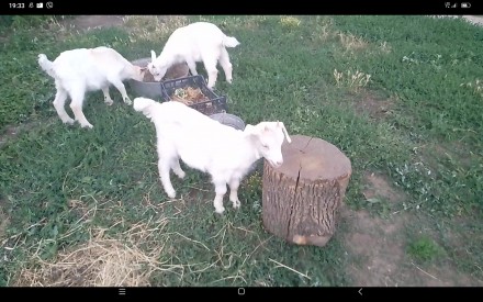 Продам козенят молочних кіз ( не карликові). Вік 1,5 міс.
Три кізочки, та козли. . фото 2