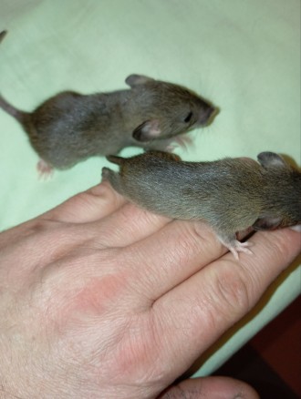 Малыши крысок Дамбо,мама голубая ,папа коричневый с белым.
В наличии сейчас две. . фото 6