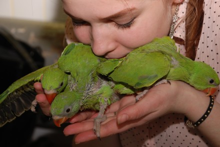 Желтый горчичный лимонный золотой ожереловый попугай или малый кольчатый попугай. . фото 6