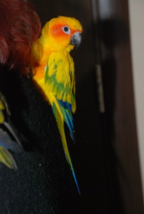 Солнечный аратинга или солнечный попугай, ручной говорящий попугай для всей семь. . фото 5