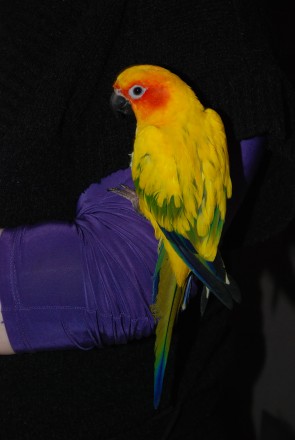 Солнечный аратинга или солнечный попугай, ручной говорящий попугай для всей семь. . фото 2