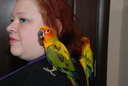 Солнечный аратинга или солнечный попугай, ручной говорящий попугай для всей семь. . фото 4