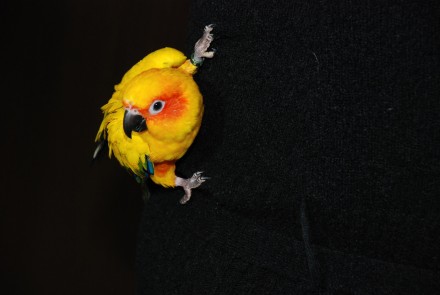 Солнечный аратинга или солнечный попугай, ручной говорящий попугай для всей семь. . фото 8