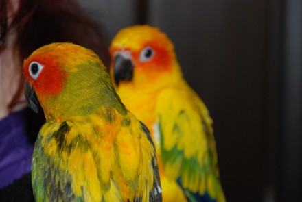 Солнечный аратинга или солнечный попугай, ручной говорящий попугай для всей семь. . фото 3
