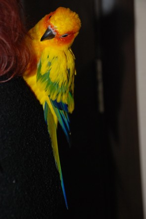 Солнечный аратинга или солнечный попугай, ручной говорящий попугай для всей семь. . фото 6