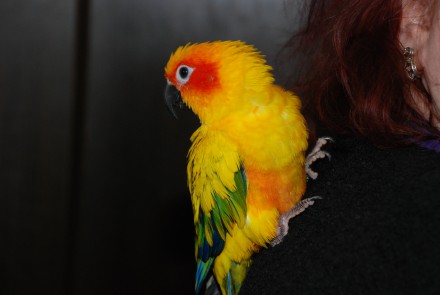 Солнечный аратинга или солнечный попугай, ручной говорящий попугай для всей семь. . фото 7