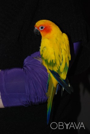 Солнечный аратинга или солнечный попугай, ручной говорящий попугай для всей семь. . фото 1