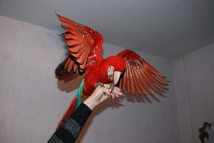 Червоний Ара або Зеленокрилий ара Macaw. Ручний папуга ара - найяскравіший і най. . фото 8