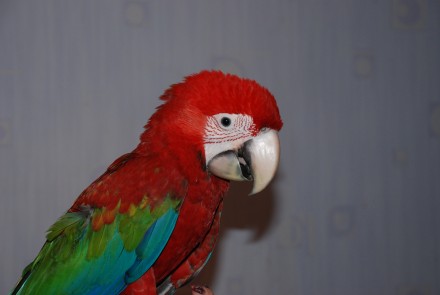 Червоний Ара або Зеленокрилий ара Macaw. Ручний папуга ара - найяскравіший і най. . фото 3