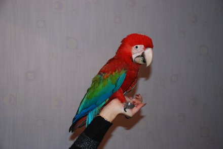 Червоний Ара або Зеленокрилий ара Macaw. Ручний папуга ара - найяскравіший і най. . фото 2