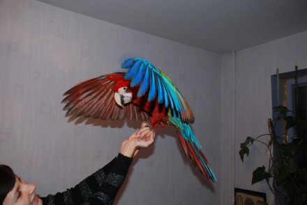 Червоний Ара або Зеленокрилий ара Macaw. Ручний папуга ара - найяскравіший і най. . фото 7