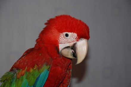 Червоний Ара або Зеленокрилий ара Macaw. Ручний папуга ара - найяскравіший і най. . фото 4