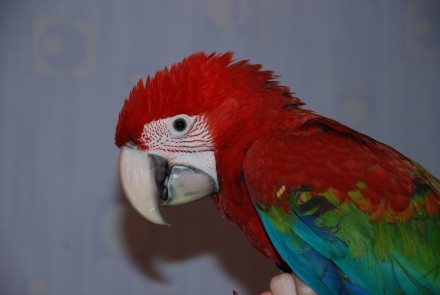 Червоний Ара або Зеленокрилий ара Macaw. Ручний папуга ара - найяскравіший і най. . фото 5