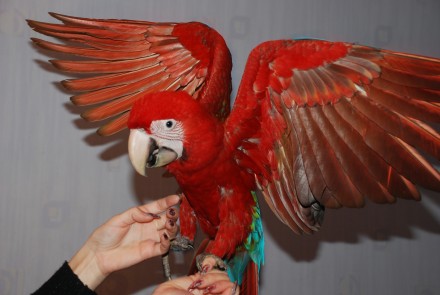 Червоний Ара або Зеленокрилий ара Macaw. Ручний папуга ара - найяскравіший і най. . фото 6