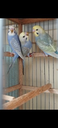 Птенчики радужных волнистых попугайчиков, малышам около 45 дней, уже полностью с. . фото 8
