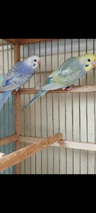 Птенчики радужных волнистых попугайчиков, малышам около 45 дней, уже полностью с. . фото 5