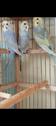 Птенчики радужных волнистых попугайчиков, малышам около 45 дней, уже полностью с. . фото 6
