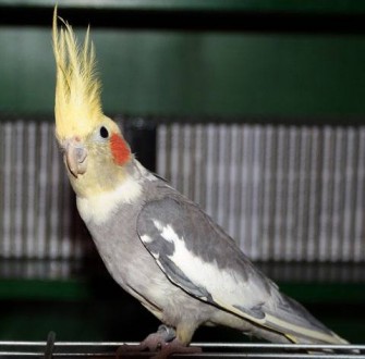 Енергійні та життєрадісні папуги корелли, що мають здатність повторювати слова і. . фото 3