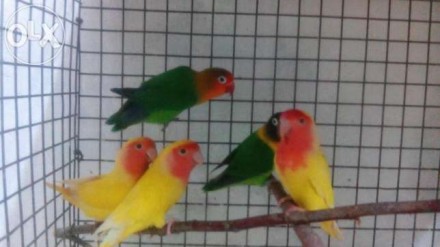 Молодые здоровые,ручные попугаи своего разведения!
Возраст от 50дней птенцы.
Р. . фото 4